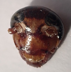 head of cockroach